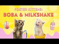 Foster Kittens: Boba🧋& Milkshake 🍦