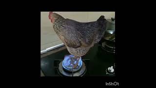 ഇതാണോ ഇനി കോഴിയെ നിർത്തി പൊരിക്കേൽ 😆😜🐓🐔🐓#youtube shorts video