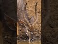 nyala antelope drinking water wincent 4rddp wildlife nature deer