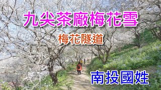 【帶你去】南投國姓-九尖茶廠賞梅