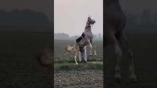 @DhullStudFarm #horselover #horseshow #horsesofinstagram #horse #ghodiyan #riding #nature #nukari