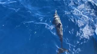 See Hawaiian spinner dolphins with Hawaii Nautical