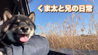 柴犬くま太　初めてのピクニック