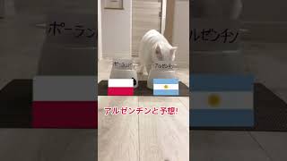 【W杯】犬と猫がポーランドvsアルゼンチンの勝敗を予想！🐶🐱🐾 Predicting World Cup wins and losses #shorts