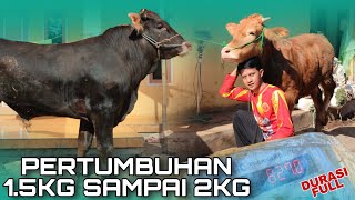 SAPI TIMBANG HIDUP RILL || kenaikan berat badan nya mantap ❗❗#sapi #peternaksapiindonesia