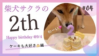 ケーキも大好きだワン🐶🍰スイーツ大好き柴わんこ #誕生日 #癒し #柴犬  #柴犬のいる暮らし #柴犬SAKURA #日本犬 #Shiba Inu