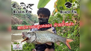 ตกปลากระสูบคลองฝาย ตอนที่2 30-01-2564 #BlackFin