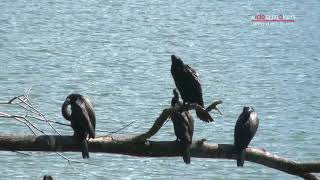 Kandy Lake - Sri Lanka | a creative and controlling force in the universe....