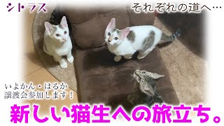 ND360【里親募集】それぞれの道へ。新しい猫生への旅立ち。【子猫】