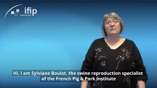 Training in Swine Ultrasonography with IFIP !