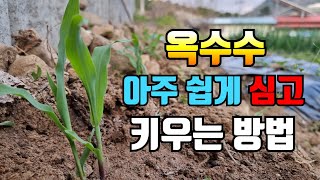 돌밭, 쓸모없는 땅에 옥수수 쉽게 쉽게 심으세요.