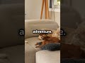 cats vs dogs who’s more fun funny pov relatable catsvsdogs petshowdown cutenessoverload