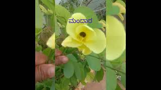 ಮಂದಾರ(ಉಡುಪಿ)ಮಂದಾರಫ್ಲವರ್ #gardenflowers#terecegardening#plant#naturalflowers