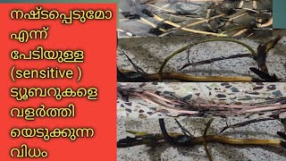 സെൻസിറ്റീവ് ആയ താമര ട്യൂബർ വളർത്തിയെടുക്കുന്ന വിധം