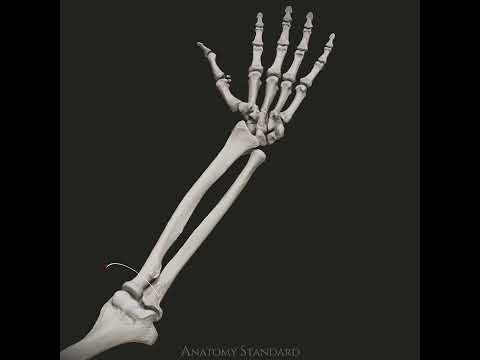 Why is a forearm called a forearm?