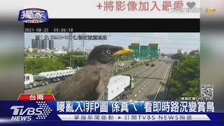 #獨家 嘜亂入!非P圖「係真ㄟ」 看即時路況變賞鳥｜TVBS新聞