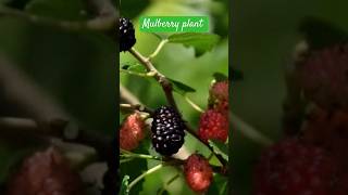 How to grow a mulberry plant from its cuttings 😊✨ #plants #greenstalkgarden ✨✨