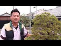 mori tomomi and yusuke uchida s bonsai garden