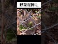 【悲報】うさぎに野菜を盗まれました