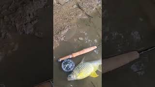 ตกปลาฟลายฟิชชิ่งคันเบอร์1 #like #subscribe #true #fishing #operatingsystem #ตกปลา