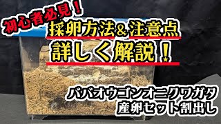 ババオウゴンオニは何処に産んでるの？採卵時の注意点を解説！【亜雄晴のクワカブ飼育記】