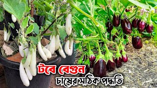 টবে বেগুন চাষের পদ্ধতি ও পরিচর্যা | প্রচুর বেগুন ধরানোর কৌশল | grow eggplant in pot