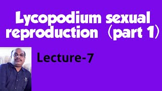 Lycopodium Sexual Reproduction