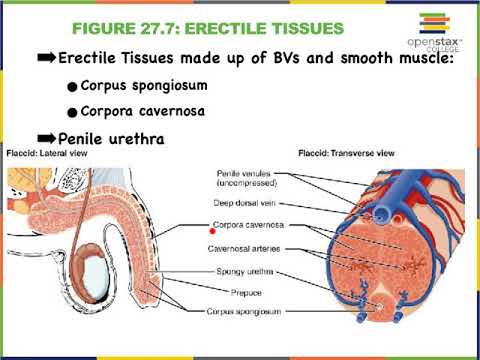 9C Male Urethra and Erectile Tissues 9C Male Urethra and Erectile Tissues