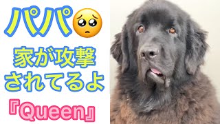 家を潰すなー😭 超大型犬 優しい巨人？笑 グレートデン クィーンちゃん 家を解体中 ニューファンドランドボス君 僕はしてないよ 多頭飼い 大型犬  子犬 庭ラン