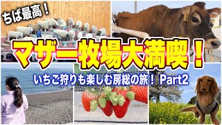 【千葉旅行②】マザー牧場で一日遊ぶとこうなります♪、富浦いちご狩りセンター！わん’ｓＬＡＮＤ館山に宿泊♬房総半島の魅力を堪能する観光グルメ旅♬これを見れば絶対千葉に行きたくなる！おもしろ半島千葉♬