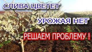 СЛИВА ЦВЕТЕТ / УРОЖАЯ НЕТ/ РЕШАЕМ ПРОБЛЕМУ!!!