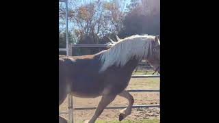 Haflinger mare Dawn showing her beautiful stride