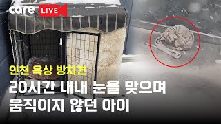 20시간 이상 눈폭탄 맞으며 옥상에 방치된 개