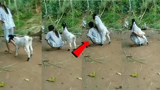 ആട് പെൺകുട്ടിയോട് ചെയ്തത് കണ്ടോ..... #goat funny animal videos