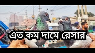 হেমায়েত পুর হাটে এত কম দামে কবুতর 😱  [ Miraj Pigeon ]