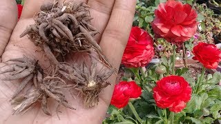 How to save Ranunculus Corms for next season | Digging and Storing Ranunculus Bulb