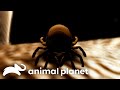 The Teens Terrifying Fight With A Tick! | Monsters Inside Me | Animal Planet
