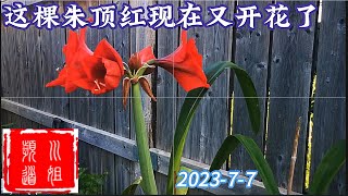 这棵朱顶红现在又开花了 This amaryllisis blooming again now #amaryllisis/23-43/2023-7-7