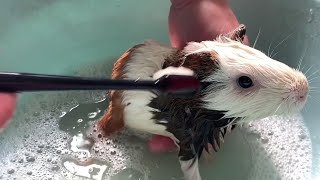 How does a guinea pig react when you brush the pig's head?