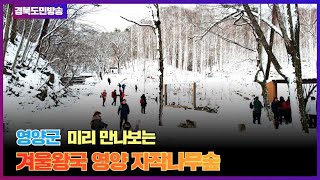 영양군,미리 만나보는 겨울왕국 영양 자작나무숲