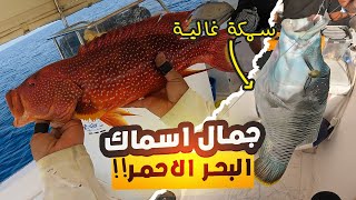 صدت أغلى سمكة في البحر الاحمر