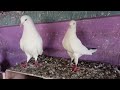 indian best hiflying kaldum pigeon । সকাল বিকাল করা কালদম পায়রা দেখুন ।