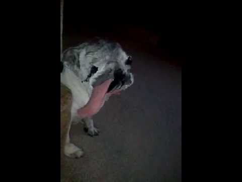 Dog Licking the Air Dog Licking the Air