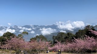 高雄-寶山二集團櫻花公園/甲仙（2025/2/5