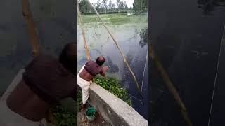 বড় মাছ ভেবে কি উঠলো জালে #fishing #snake