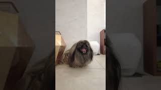 This dog makes a strange voice appealing that he is hungry.