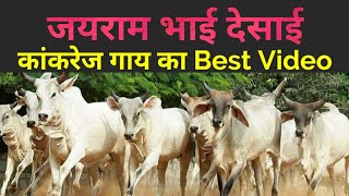 Best Kankrej Cow Breeder || Jairam Bhai Desai || कांकरेज गाय की पूरी जानकारी 👍