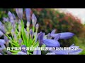 充满神秘和浪漫色彩的爱情之花—百日莲，学名：agapanthus ，多年生草本植物