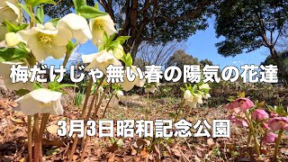 昭和記念公園 梅 スイセン クロッカス クリスマスローズなどの花が見頃