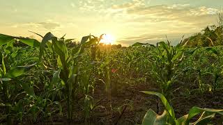 Relaxing in the Corn Field at Sunset with Bird Sounds 2024 4K